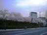 春　桜満開のホテル周辺