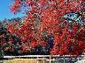 関西随一の紅葉スポット：京都へもアクセス便利♪